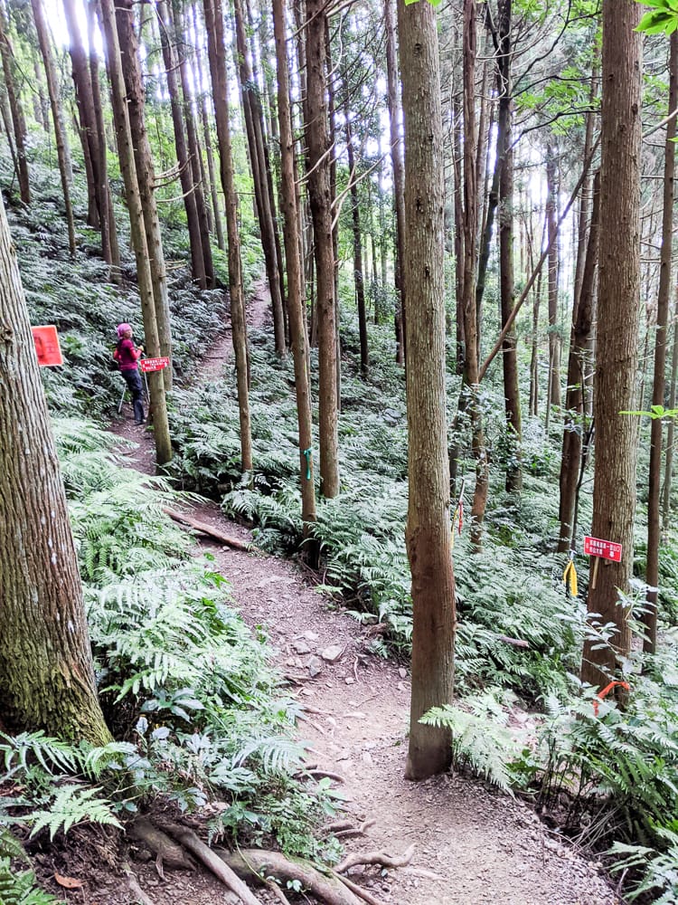 新竹高島縱走 高台山連走島田山 滑到生無可戀還好有美食救贖