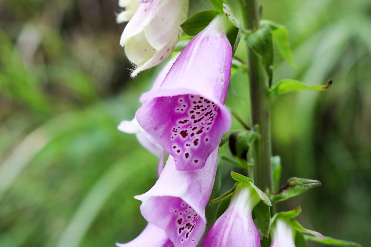 太平山翠峰湖兩日夜宿翠峰山屋怎麼走都趣味!翠峰湖環山步道根本不是環湖啊 - 第26張圖 太平山翠峰湖兩日夜宿翠峰山屋怎麼走都趣味!翠峰湖環山步道根本不是環湖啊