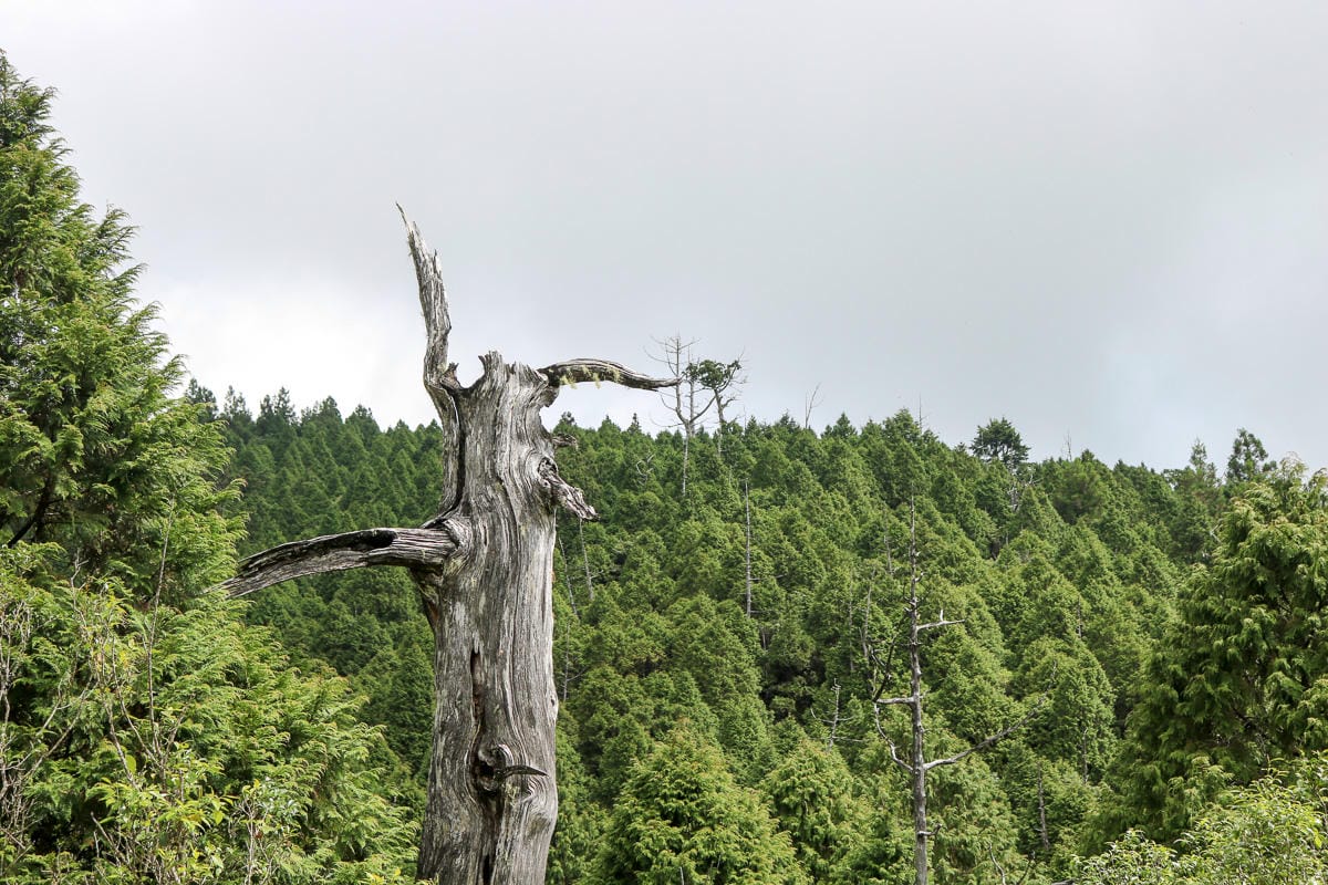 太平山翠峰湖兩日夜宿翠峰山屋怎麼走都趣味!翠峰湖環山步道根本不是環湖啊 - 第22張圖 太平山翠峰湖兩日夜宿翠峰山屋怎麼走都趣味!翠峰湖環山步道根本不是環湖啊