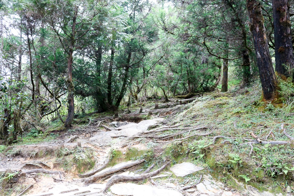 太平山翠峰湖兩日夜宿翠峰山屋怎麼走都趣味!翠峰湖環山步道根本不是環湖啊 - 第21張圖 太平山翠峰湖兩日夜宿翠峰山屋怎麼走都趣味!翠峰湖環山步道根本不是環湖啊