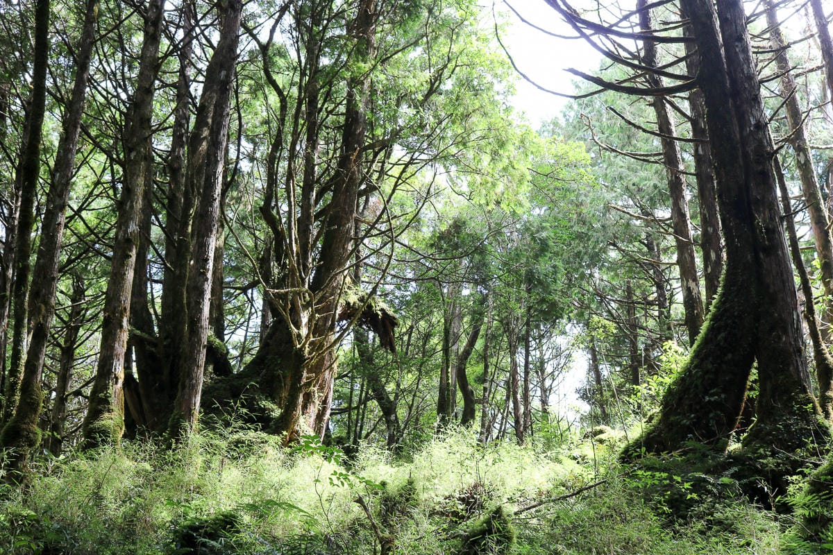 太平山翠峰湖兩日夜宿翠峰山屋怎麼走都趣味!翠峰湖環山步道根本不是環湖啊 - 第19張圖 太平山翠峰湖兩日夜宿翠峰山屋怎麼走都趣味!翠峰湖環山步道根本不是環湖啊