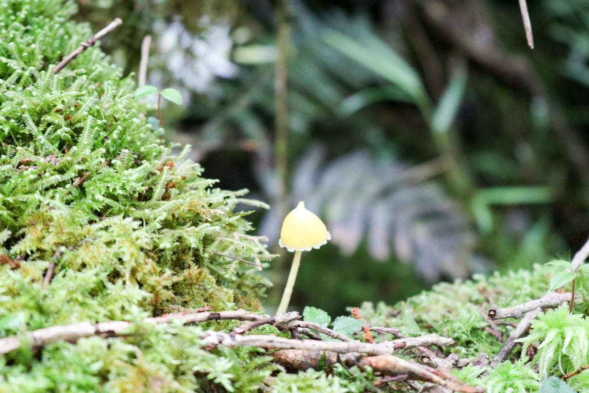 太平山翠峰湖兩日夜宿翠峰山屋怎麼走都趣味!翠峰湖環山步道根本不是環湖啊 - 第17張圖 太平山翠峰湖兩日夜宿翠峰山屋怎麼走都趣味!翠峰湖環山步道根本不是環湖啊