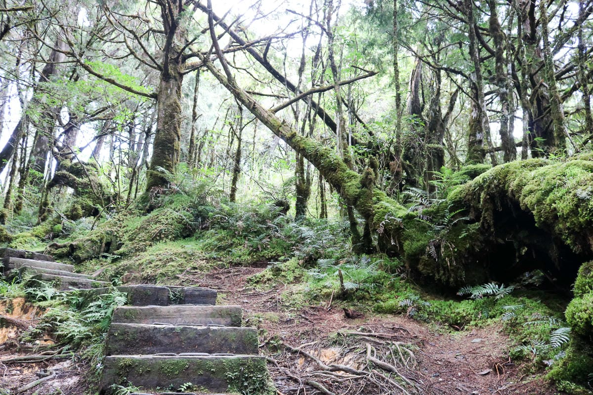 太平山翠峰湖兩日夜宿翠峰山屋怎麼走都趣味!翠峰湖環山步道根本不是環湖啊 - 第16張圖 太平山翠峰湖兩日夜宿翠峰山屋怎麼走都趣味!翠峰湖環山步道根本不是環湖啊