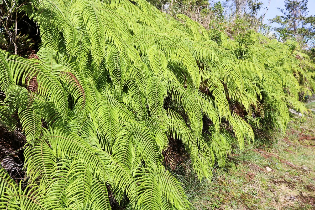 太平山翠峰湖兩日夜宿翠峰山屋怎麼走都趣味!翠峰湖環山步道根本不是環湖啊 - 第8張圖 太平山翠峰湖兩日夜宿翠峰山屋怎麼走都趣味!翠峰湖環山步道根本不是環湖啊