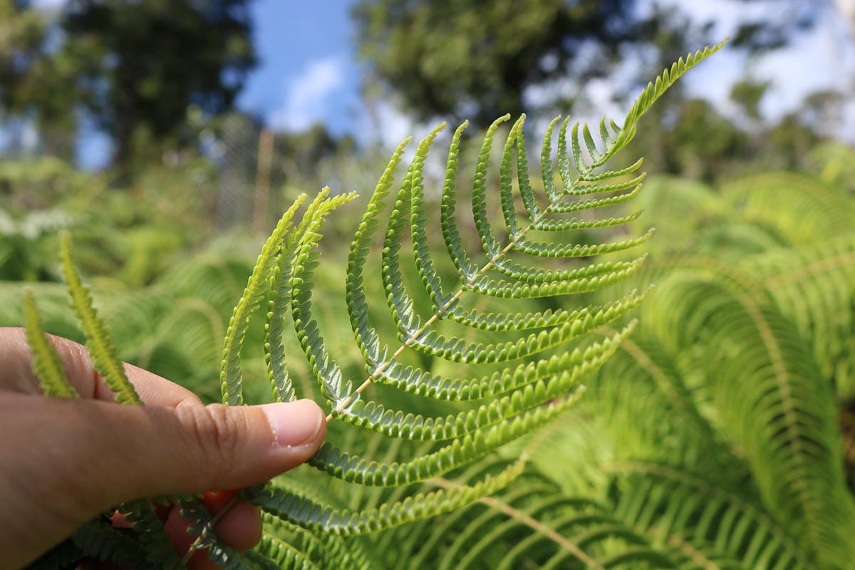 太平山翠峰湖兩日夜宿翠峰山屋怎麼走都趣味!翠峰湖環山步道根本不是環湖啊 - 第9張圖 太平山翠峰湖兩日夜宿翠峰山屋怎麼走都趣味!翠峰湖環山步道根本不是環湖啊