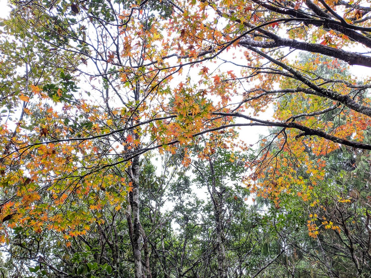 太平山翠峰湖兩日夜宿翠峰山屋怎麼走都趣味!翠峰湖環山步道根本不是環湖啊 - 第2張圖 太平山翠峰湖兩日夜宿翠峰山屋怎麼走都趣味!翠峰湖環山步道根本不是環湖啊
