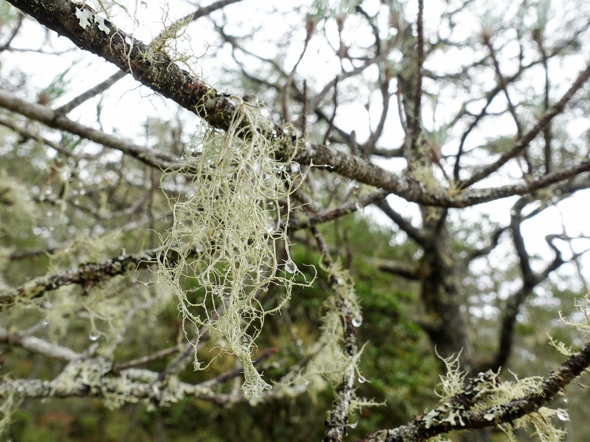 戒茂斯上嘉明湖O形順登三叉向陽 陡坡爬到想殺人 二