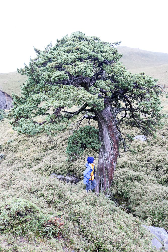 戒茂斯上嘉明湖O形順登三叉向陽 為我們存在 三 - 第18張圖 戒茂斯上嘉明湖O形順登三叉向陽 為我們存在 三