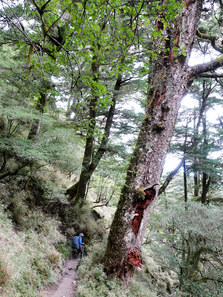 戒茂斯上嘉明湖O形順登三叉向陽 腳底冒煙了卻無比值得 四 - 第25張圖 戒茂斯上嘉明湖O形順登三叉向陽 腳底冒煙了卻無比值得 四