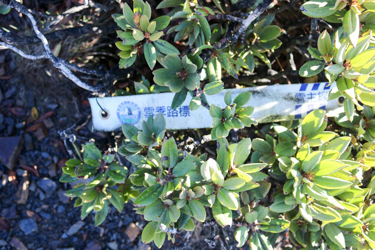 雪山三天兩夜 台灣第二高峰雪山黑森林圈谷好美碎石坡我也甘願