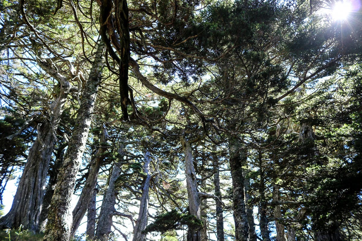 雪山三天兩夜 台灣第二高峰雪山黑森林圈谷好美碎石坡我也甘願