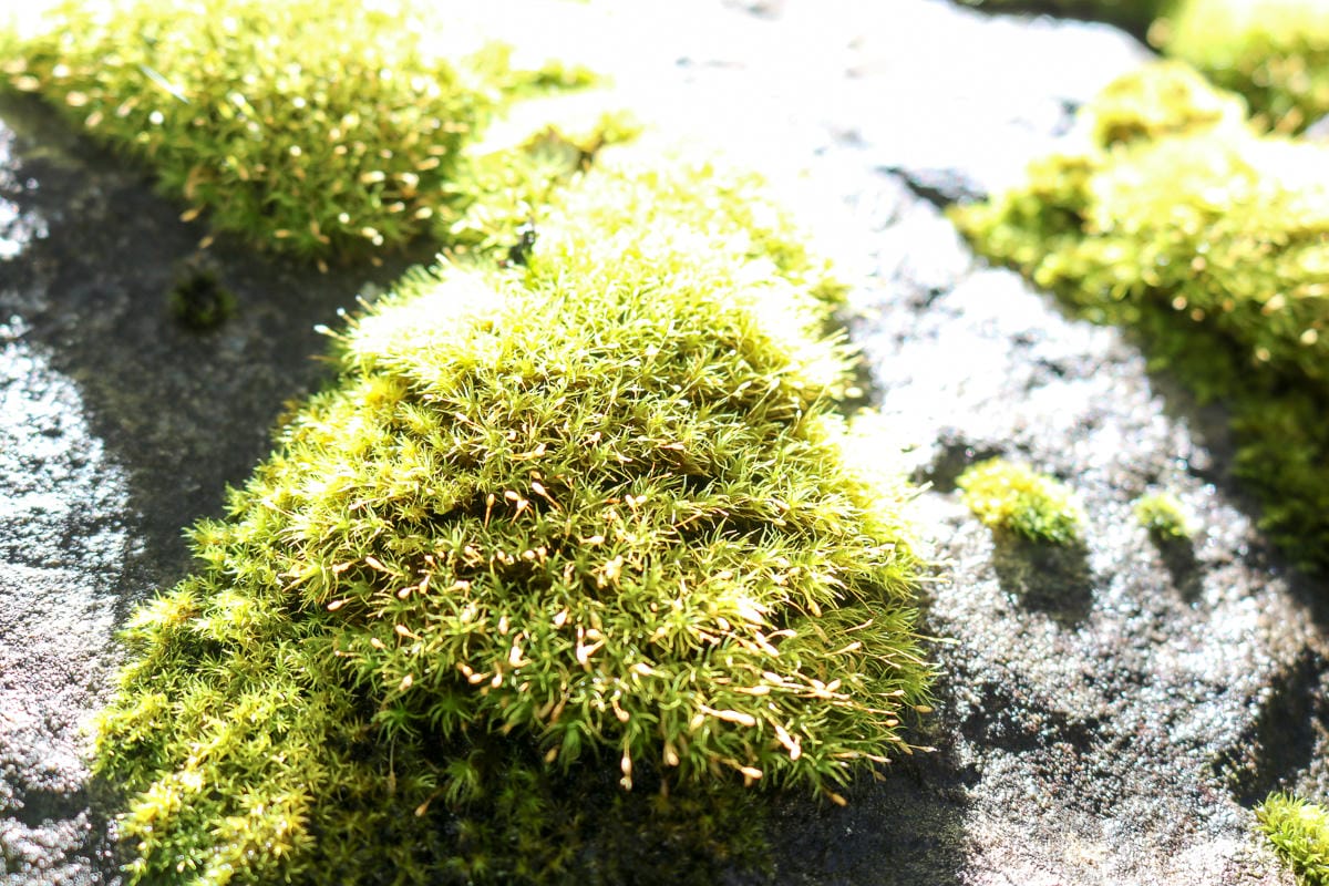 雪山三天兩夜 台灣第二高峰雪山黑森林圈谷好美碎石坡我也甘願