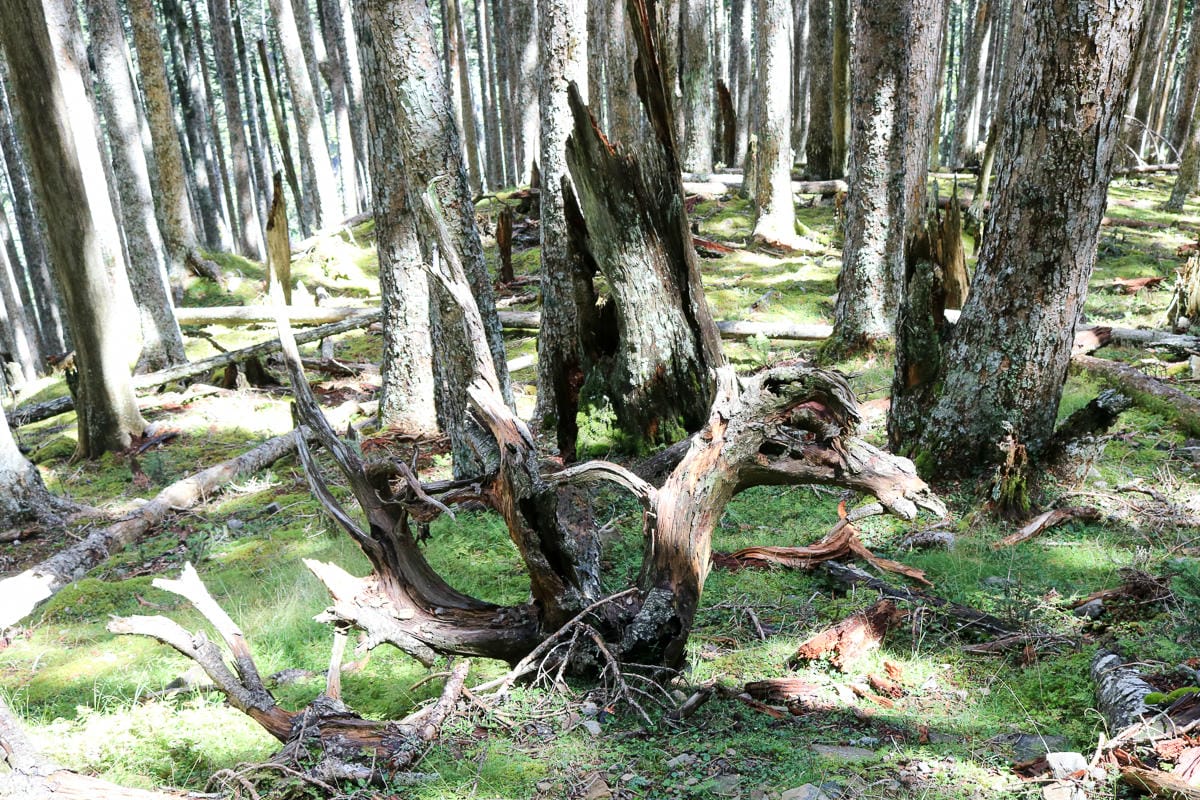 雪山三天兩夜 台灣第二高峰雪山黑森林圈谷好美碎石坡我也甘願