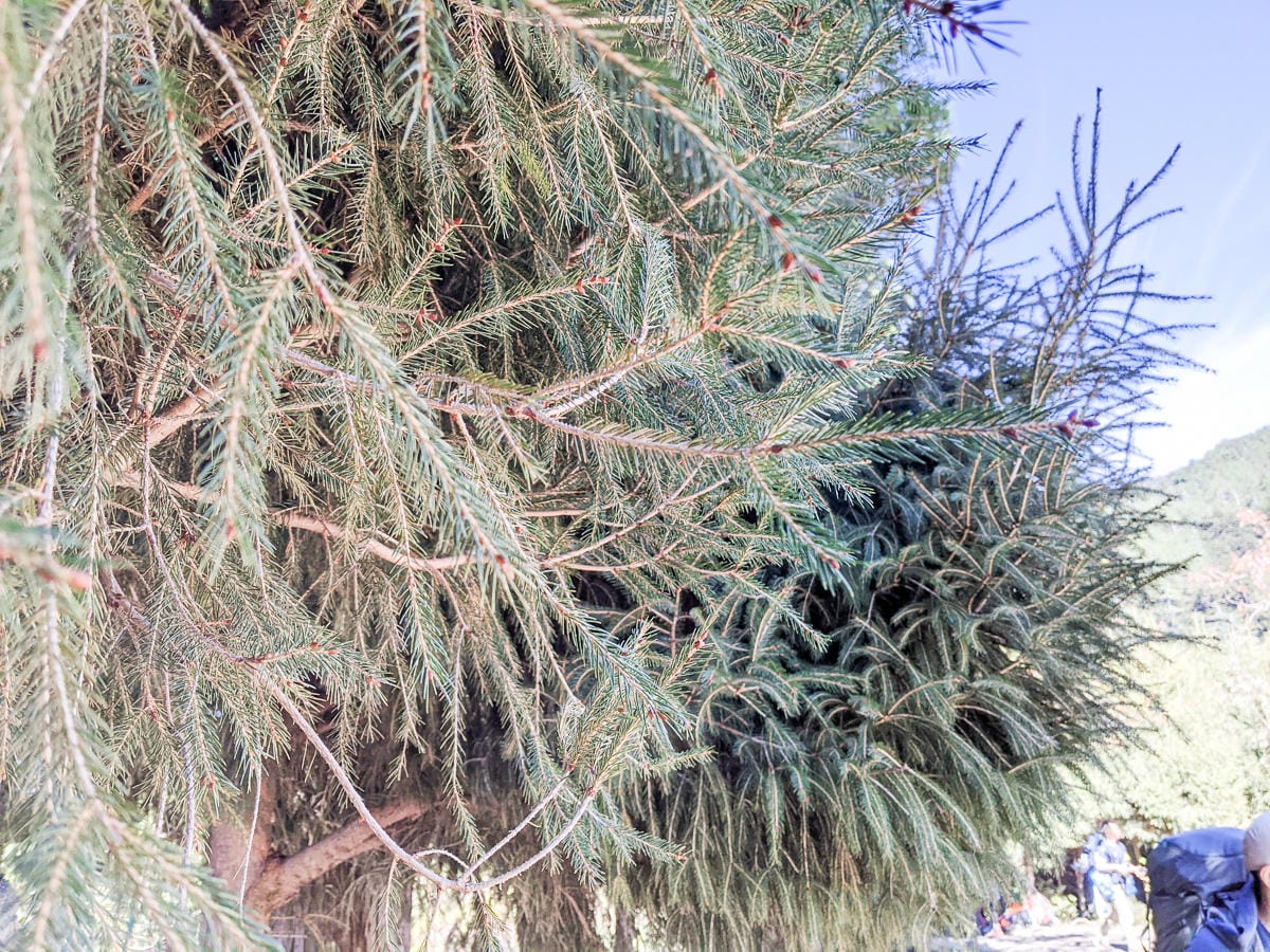 奇萊南華兩天一夜抽籤天池 百岳新手單日狂走30公里的真面目