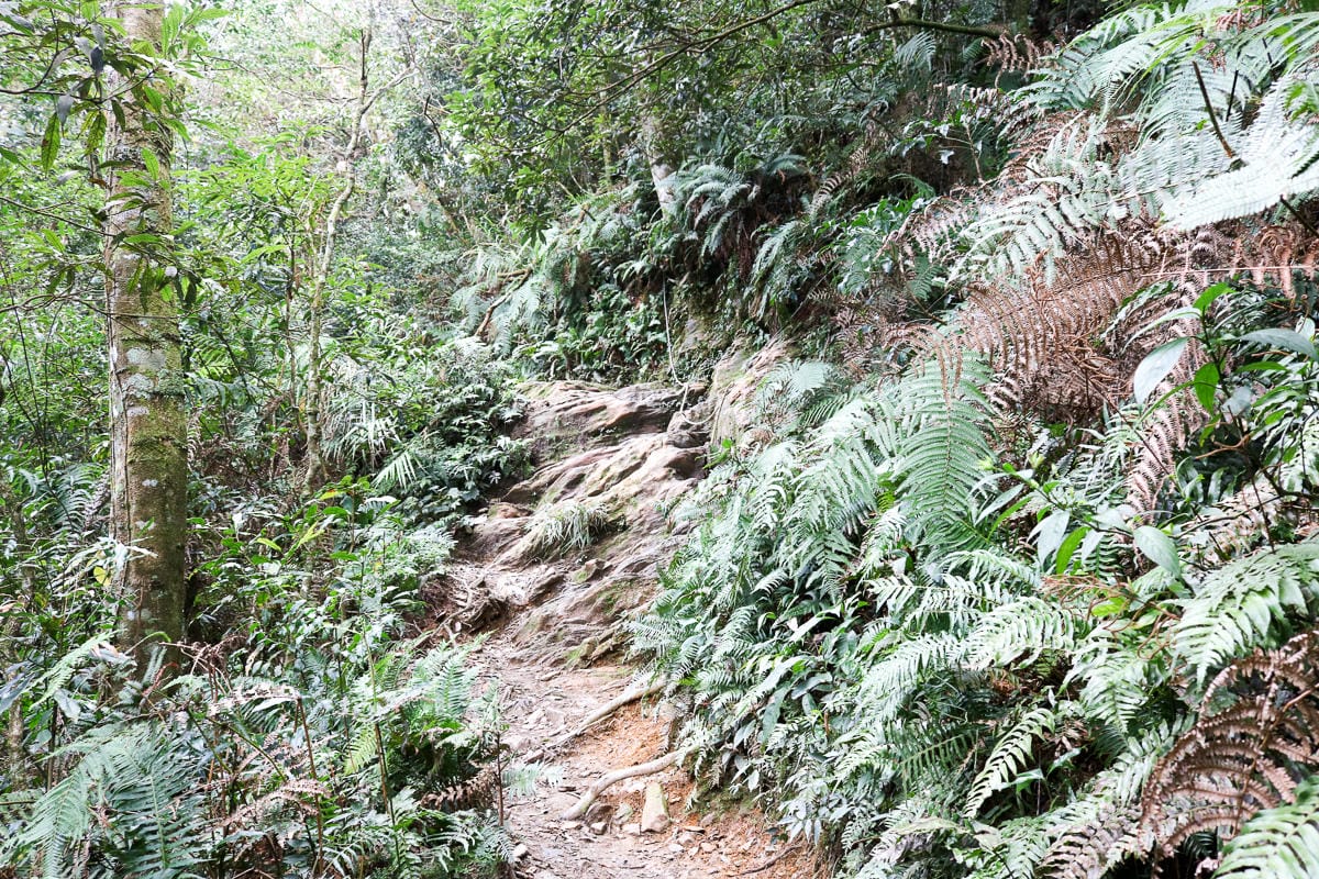 北大武山天氣說變就變 三天兩夜南部唯一冬天推薦百岳 沒想到屏東好冷 - 第11張圖 北大武山天氣說變就變 三天兩夜南部唯一冬天推薦百岳 沒想到屏東好冷