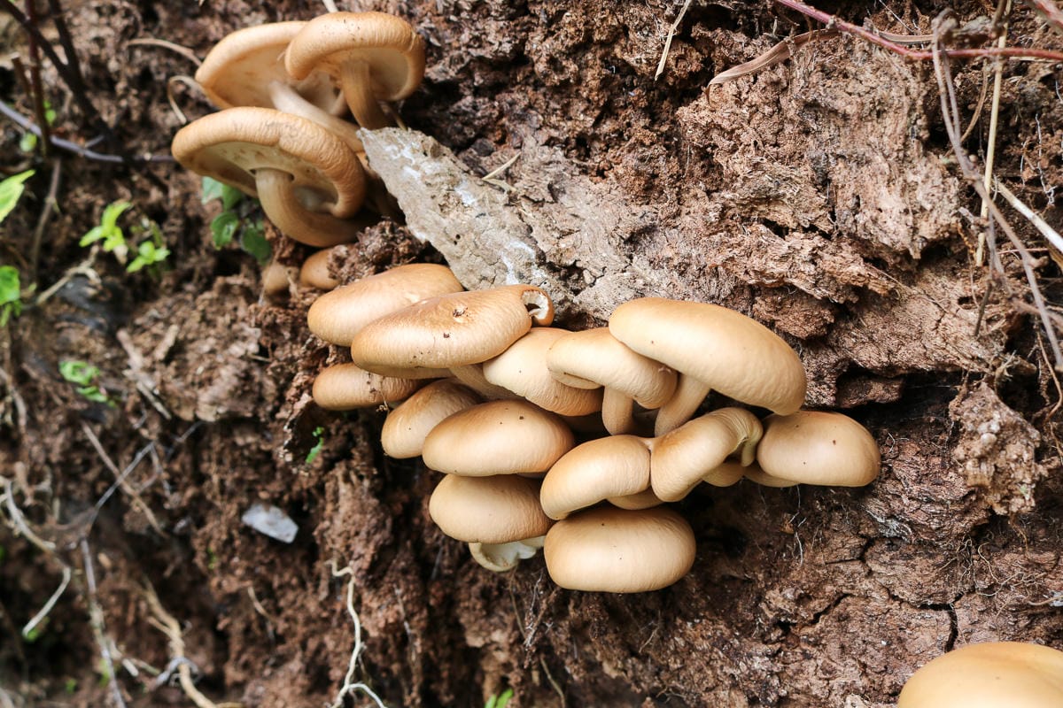 北大武山天氣說變就變 三天兩夜南部唯一冬天推薦百岳 沒想到屏東好冷 - 第18張圖 北大武山天氣說變就變 三天兩夜南部唯一冬天推薦百岳 沒想到屏東好冷
