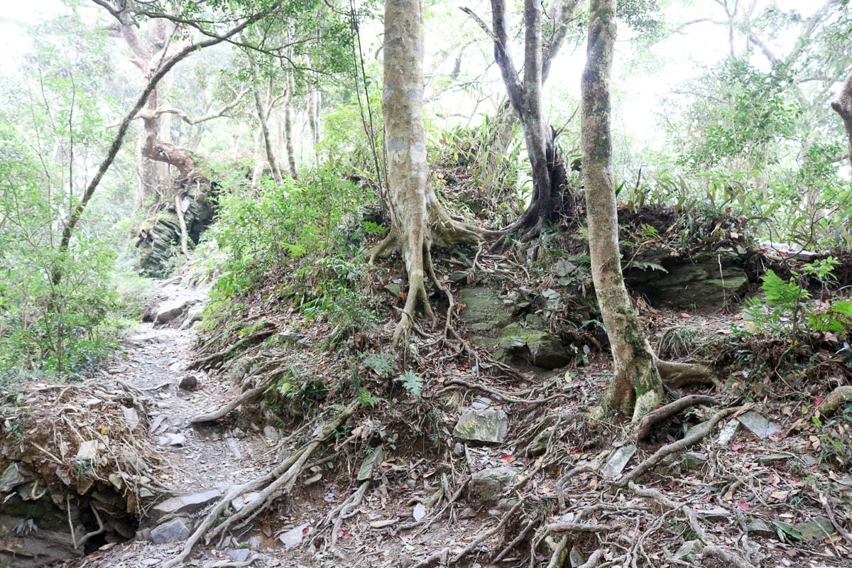 北大武山天氣說變就變 三天兩夜南部唯一冬天推薦百岳 沒想到屏東好冷 - 第20張圖 北大武山天氣說變就變 三天兩夜南部唯一冬天推薦百岳 沒想到屏東好冷