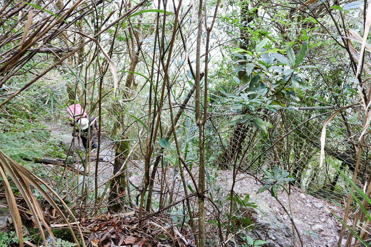 北大武山天氣說變就變 三天兩夜南部唯一冬天推薦百岳 沒想到屏東好冷 - 第26張圖 北大武山天氣說變就變 三天兩夜南部唯一冬天推薦百岳 沒想到屏東好冷