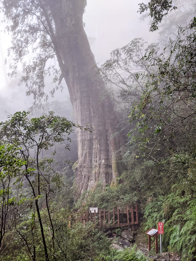 北大武山天氣說變就變 三天兩夜南部唯一冬天推薦百岳 沒想到屏東好冷 - 第33張圖 北大武山天氣說變就變 三天兩夜南部唯一冬天推薦百岳 沒想到屏東好冷