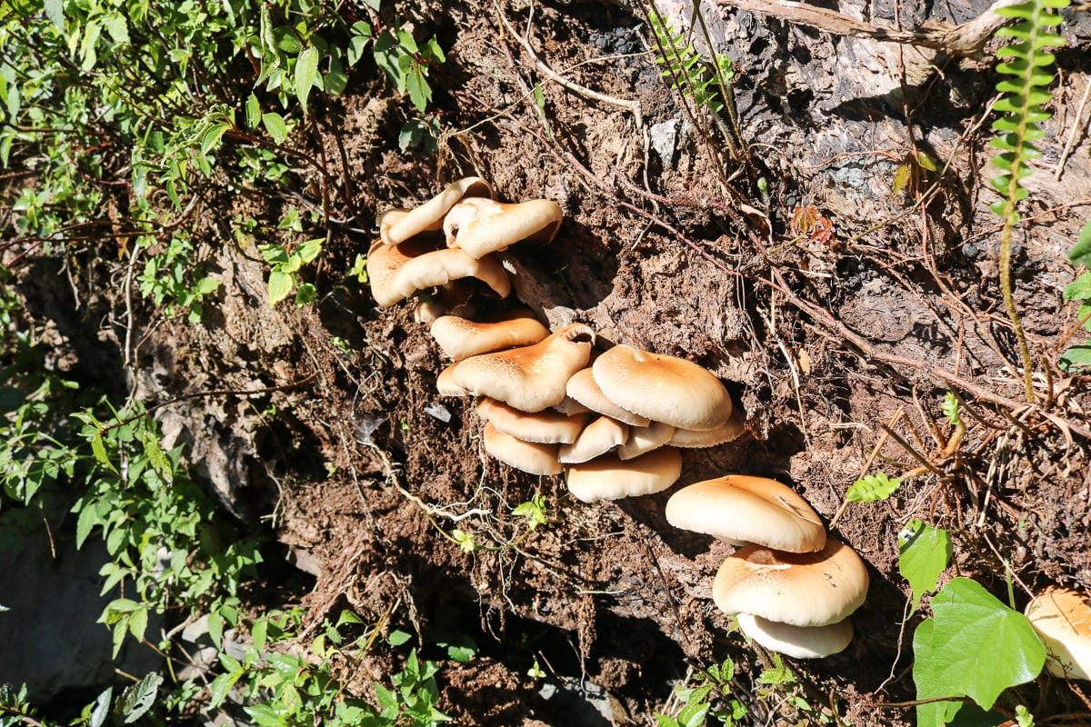 北大武山天氣說變就變 三天兩夜南部唯一冬天推薦百岳 沒想到屏東好冷 - 第47張圖 北大武山天氣說變就變 三天兩夜南部唯一冬天推薦百岳 沒想到屏東好冷