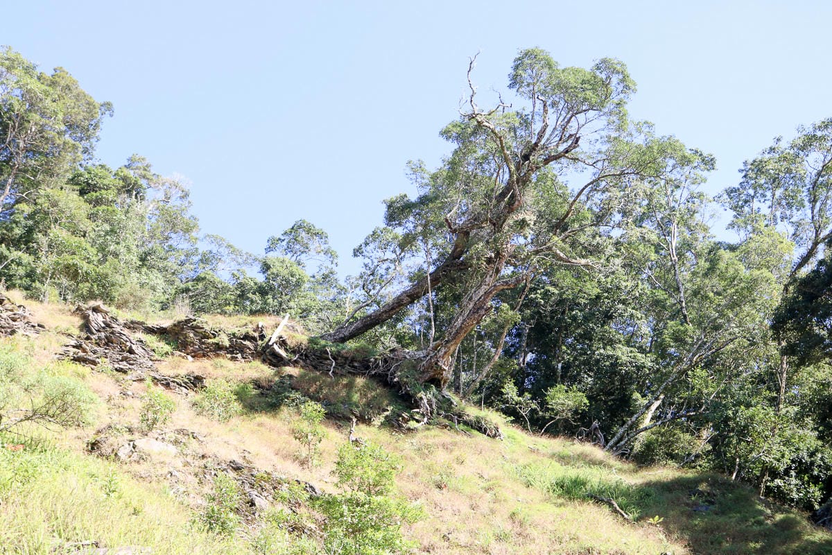 北大武山天氣說變就變 三天兩夜南部唯一冬天推薦百岳 沒想到屏東好冷 - 第49張圖 北大武山天氣說變就變 三天兩夜南部唯一冬天推薦百岳 沒想到屏東好冷
