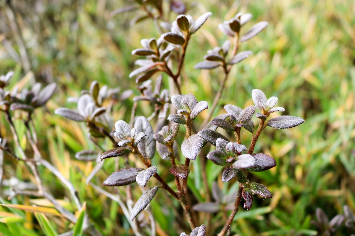冬天合歡山天氣 強風難度合歡北峰與石門山 真心要有所準備