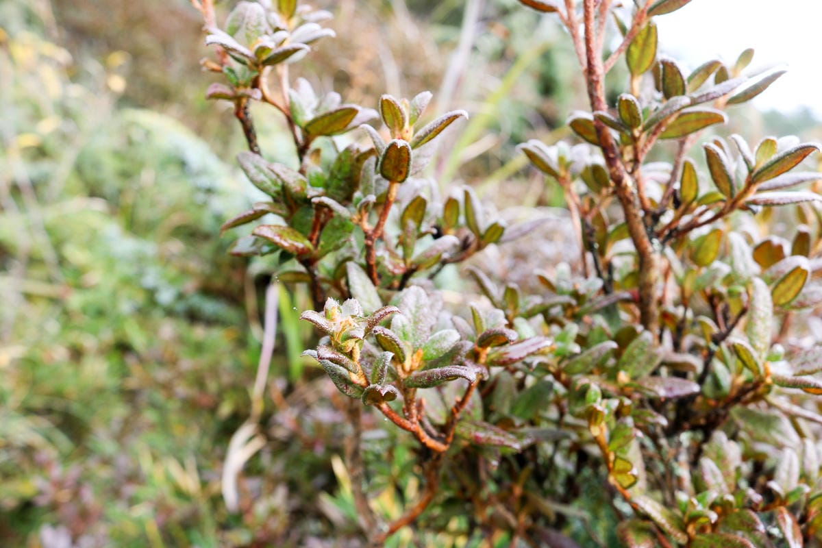 冬天合歡山天氣 強風難度合歡北峰與石門山 真心要有所準備