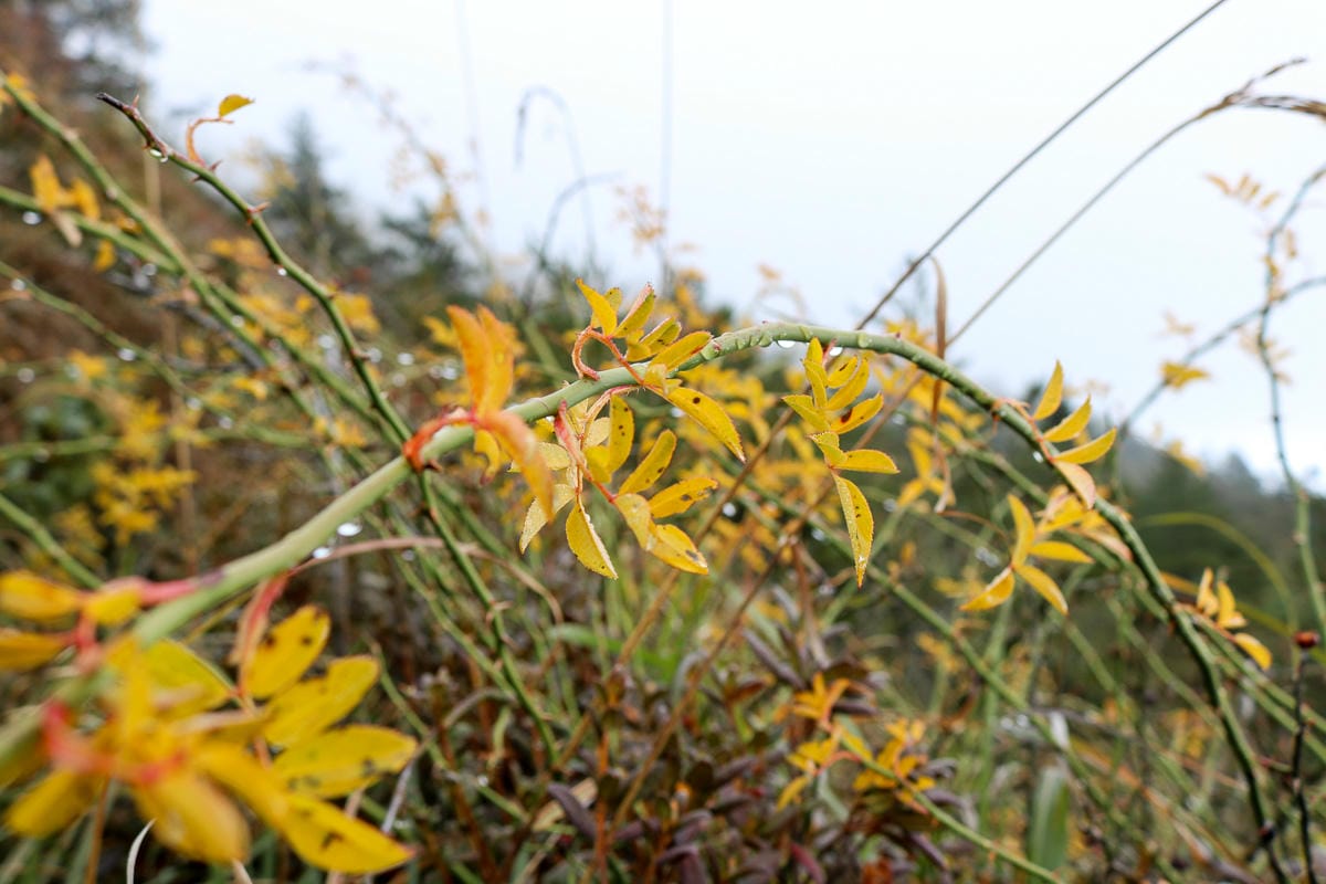 冬天合歡山天氣 強風難度合歡北峰與石門山 真心要有所準備