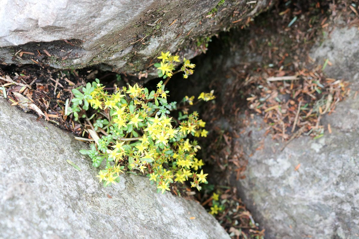 一生只爬這次 玉山前峰單攻感想 無敵厭世石瀑是噩夢不是百岳新手入門