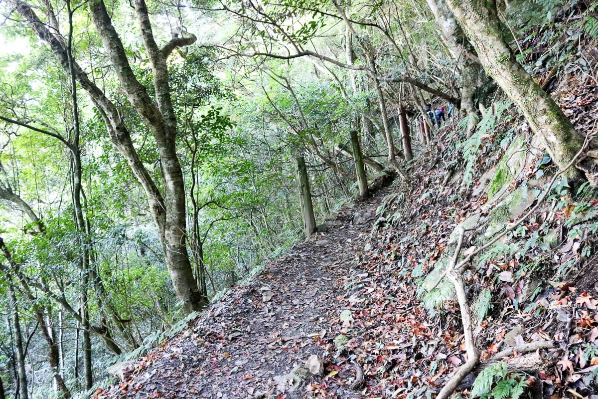 苗栗加里山 大坪登山口上加里山走杜鵑嶺下感想怎麼這麼遠啊
