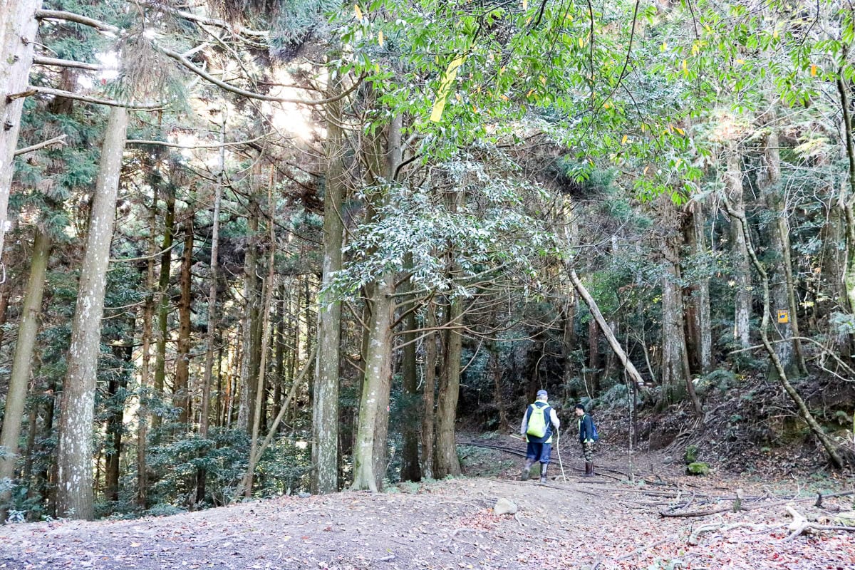 苗栗加里山 大坪登山口上加里山走杜鵑嶺下感想怎麼這麼遠啊