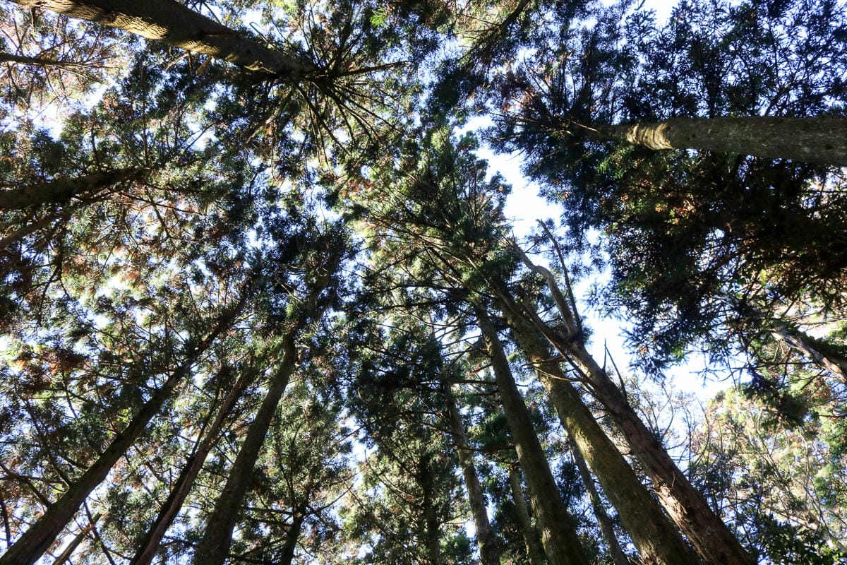 苗栗加里山 大坪登山口上加里山走杜鵑嶺下感想怎麼這麼遠啊