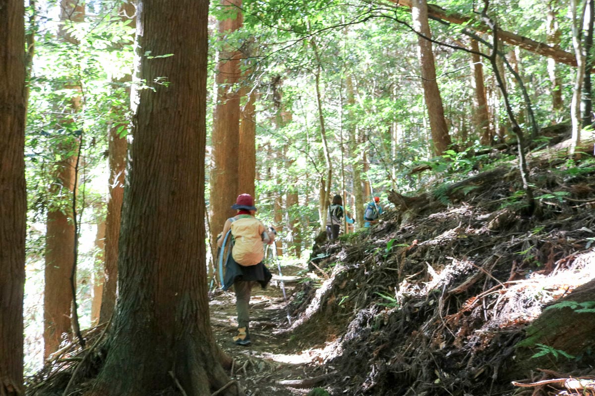 苗栗加里山 大坪登山口上加里山走杜鵑嶺下感想怎麼這麼遠啊