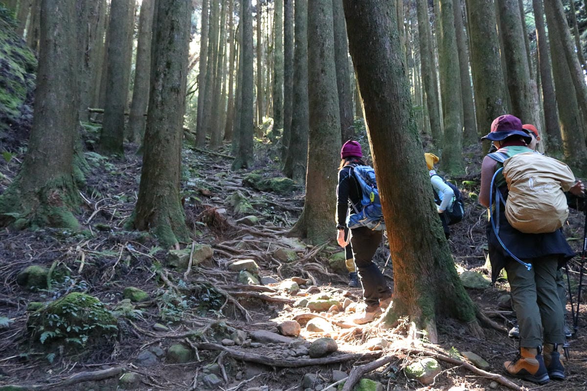 苗栗加里山 大坪登山口上加里山走杜鵑嶺下感想怎麼這麼遠啊