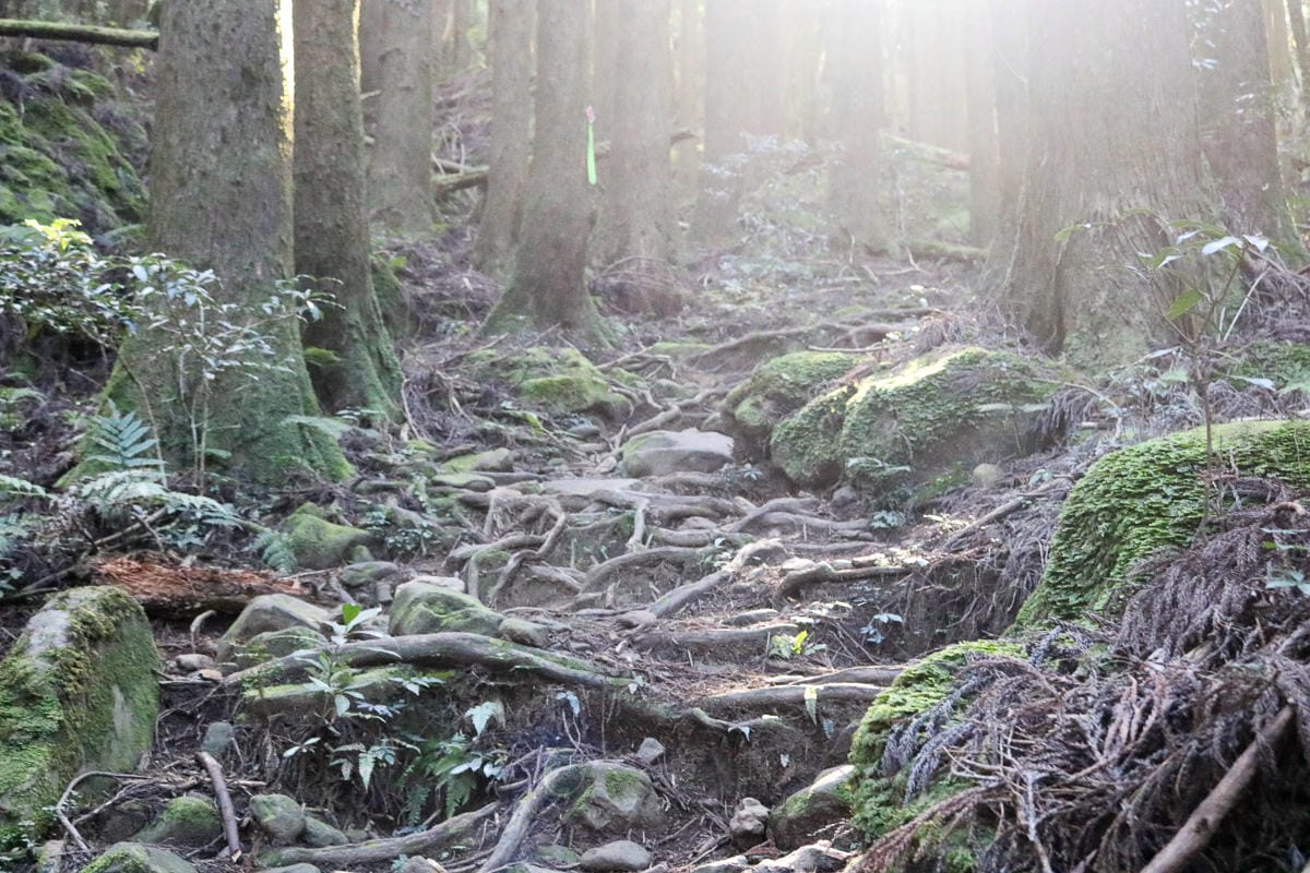 苗栗加里山 大坪登山口上加里山走杜鵑嶺下感想怎麼這麼遠啊