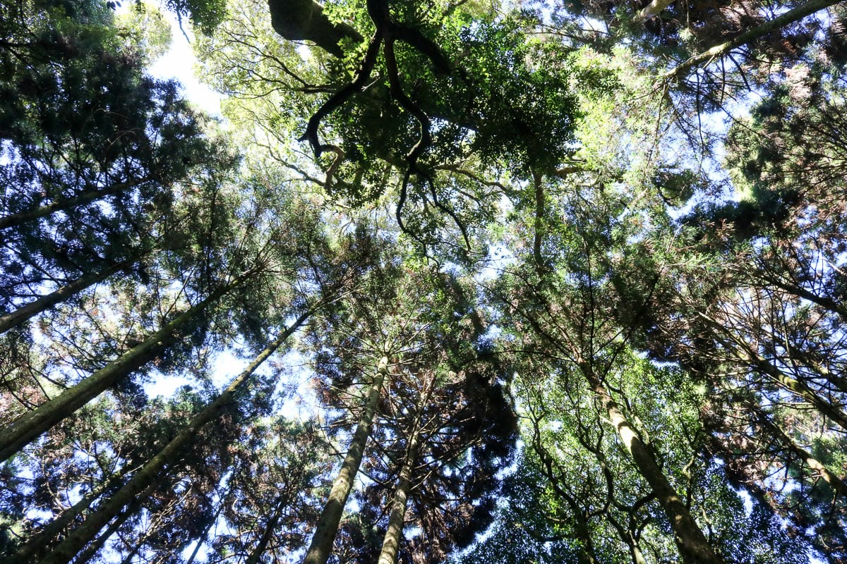苗栗加里山 大坪登山口上加里山走杜鵑嶺下感想怎麼這麼遠啊