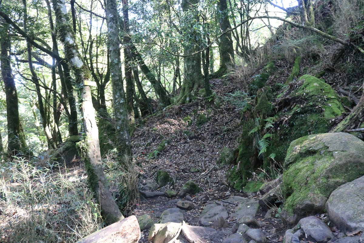 苗栗加里山 大坪登山口上加里山走杜鵑嶺下感想怎麼這麼遠啊