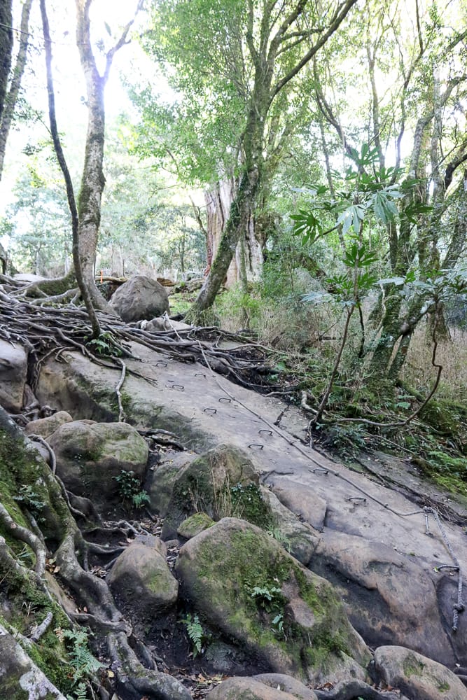 苗栗加里山 大坪登山口上加里山走杜鵑嶺下感想怎麼這麼遠啊
