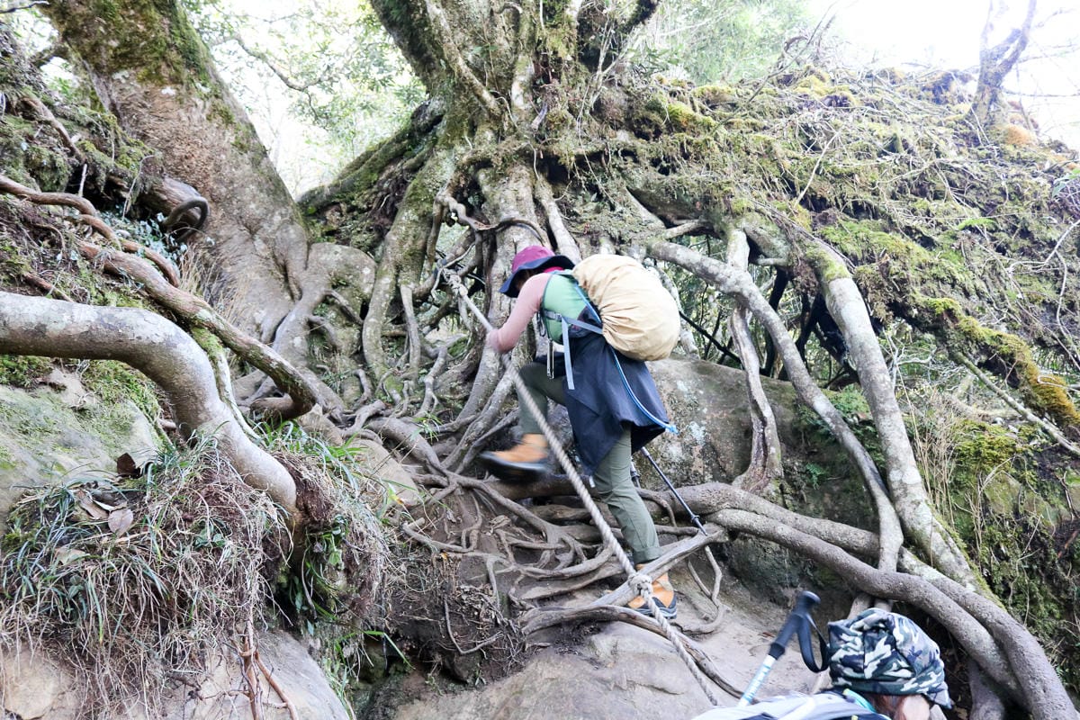 苗栗加里山 大坪登山口上加里山走杜鵑嶺下感想怎麼這麼遠啊