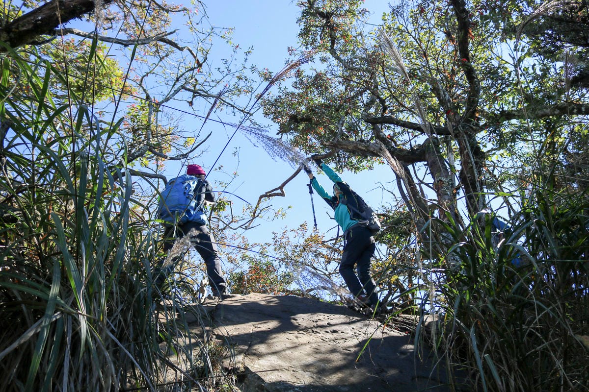 苗栗加里山 大坪登山口上加里山走杜鵑嶺下感想怎麼這麼遠啊