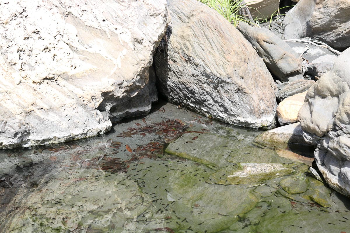 雲海溫泉 野營溫泉兩天爬到飽 南投秘境溯溪攀岩露營泡湯一次滿足