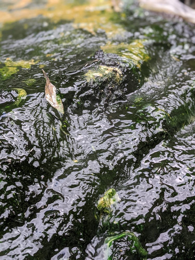 南投野溪溫泉 馬海濮溫泉大片絕美彩壁配上溫度迷人的溫泉泉池 - 第22張圖 南投野溪溫泉 馬海濮溫泉大片絕美彩壁配上溫度迷人的溫泉泉池