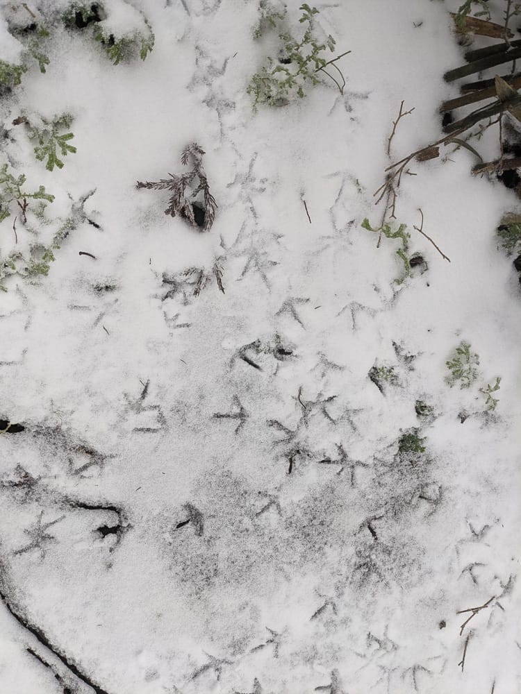 陽明山降雪，雪中登七星山注意陽明山交管 附在地推薦陽明山美食
