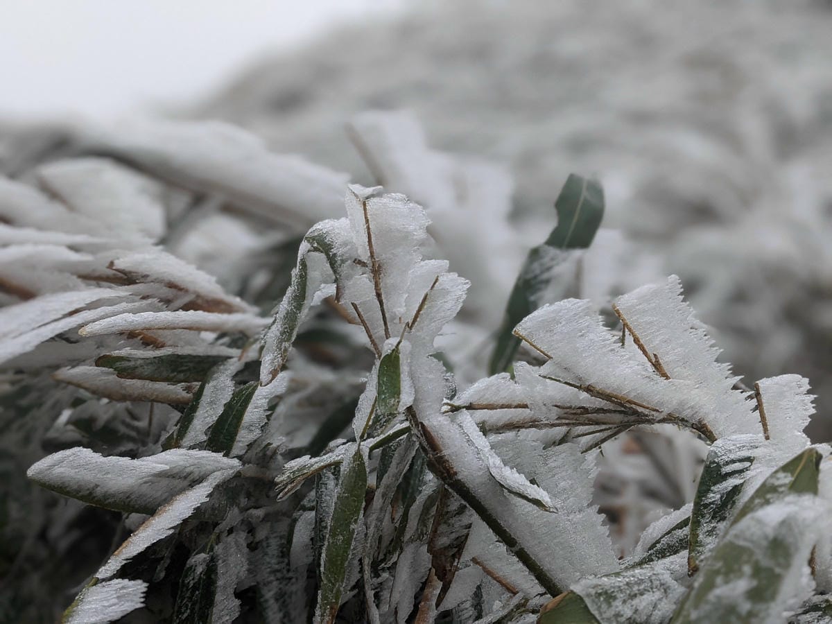 陽明山降雪，雪中登七星山注意陽明山交管 附在地推薦陽明山美食