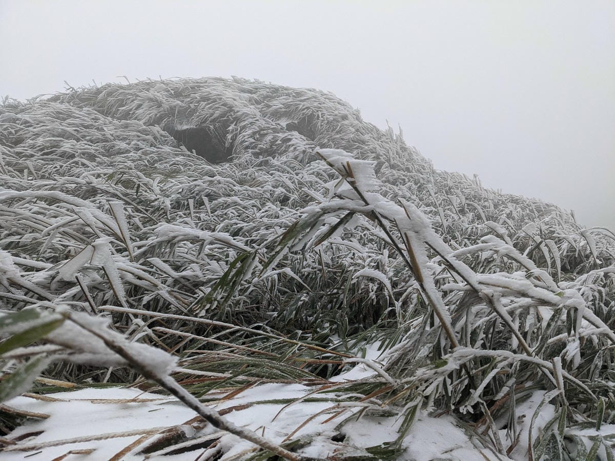 陽明山降雪，雪中登七星山注意陽明山交管 附在地推薦陽明山美食