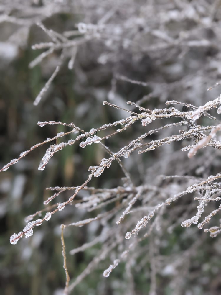 陽明山降雪，雪中登七星山注意陽明山交管 附在地推薦陽明山美食