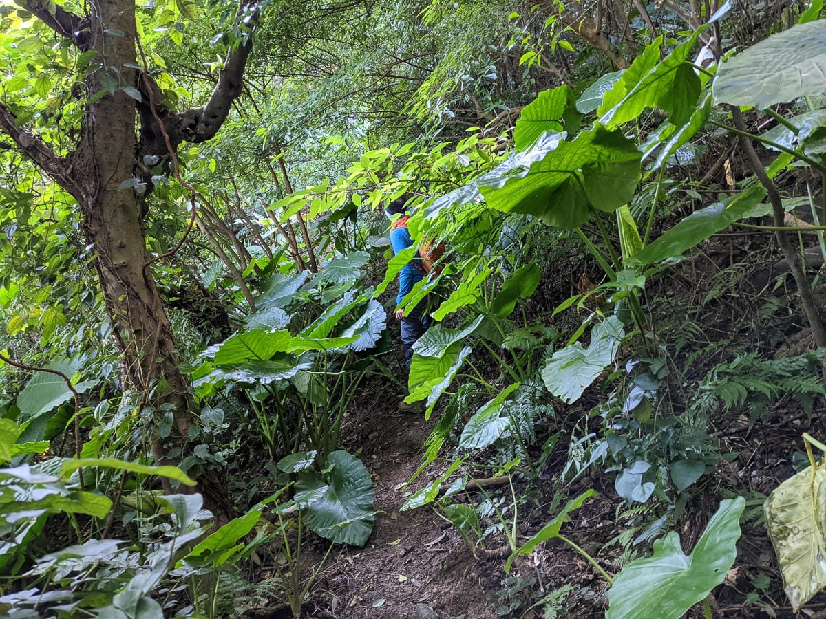 淡蘭古道南路北段 麟光到深坑 越嶺保甲路大坑外股古道古人甘苦誰知