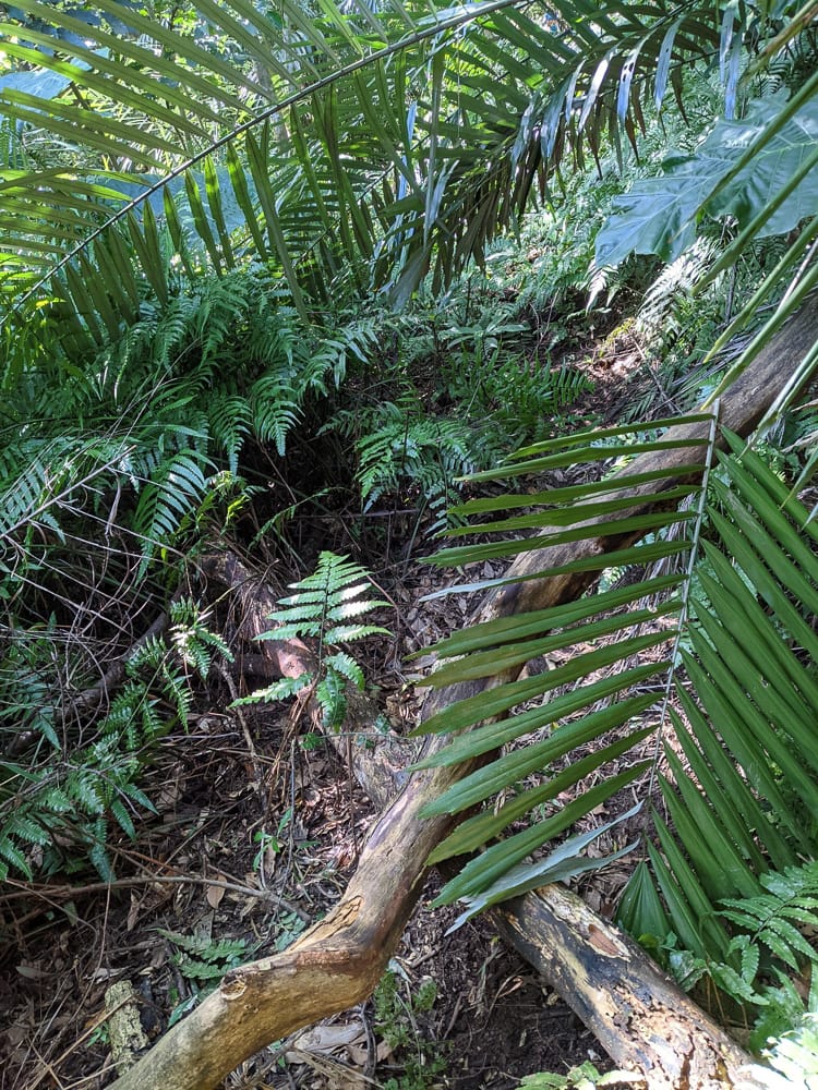 淡蘭古道南路北段 麟光到深坑 越嶺保甲路大坑外股古道古人甘苦誰知
