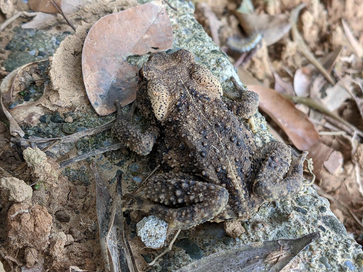 淡蘭古道南路北段 地圖沒有的福德坑大坑外股古道通往深坑