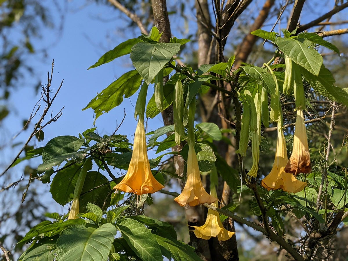 台北大縱走南區茶香段 南港山縱走步道捷運麟光到中華科技大學